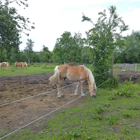 Dom wakacyjny In With Garden, Cleaning Included Paliseul